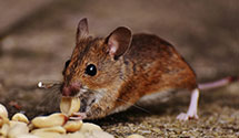 24 Hour & Emergency Exterminators in Blawenburg, NJ